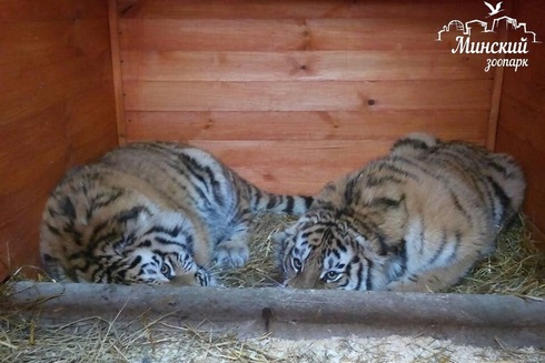 амурские тигры в Минском зоопарке